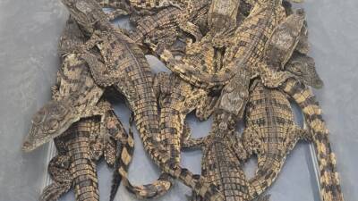 İstanbul Sabiha Gökçen Havalimanı’nda, Mısır’dan gelen bir yolcunun valizinde yapılan