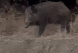 Hatay’da yeni yapılan TOKİ konutları çevresinde yabani domuzların görülmesi, toplumsal