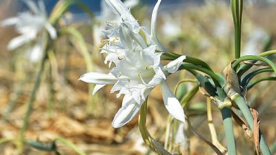 Hatay’ın Samandağ ilçesinin 14 kilometre uzunluğundaki sahilini süsleyen kum zambakları,