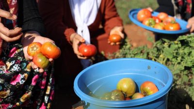 &nbsp; Hava sıcaklıklarının mevsim normallerinin üzerinde gittiği Hatay’da sadece dikim