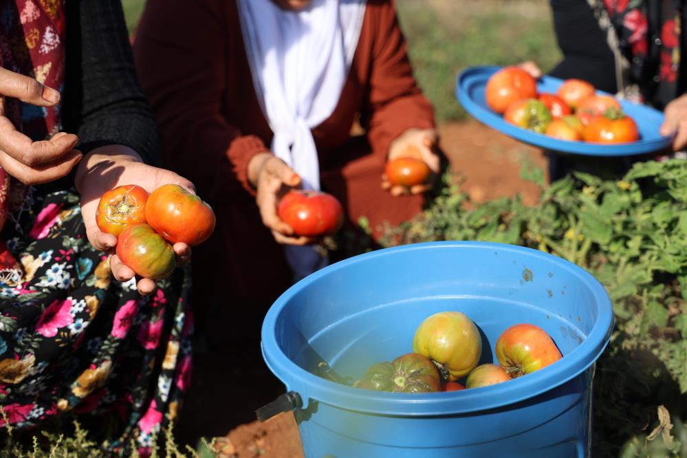 Çiğle Sulanan Domateslerde Hasat Zamanı