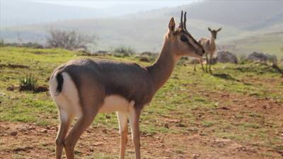 Dünya Doğa Koruma Birliği ve Segré Vakfı'nın desteğiyle gerçekleştirilen proje,