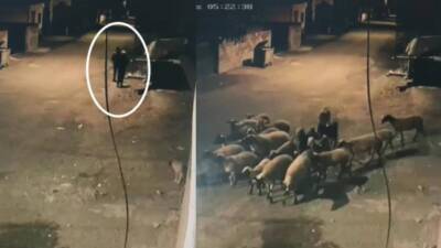 Hatay’da iki şahsın depremzede Yusuf Çınar’ın 22 küçükbaş hayvanını çaldıkları