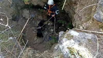 Hatay’ın Yayladağı ilçesinde kuyuya düşen bir köpek, vatandaşların ihbarı üzerine