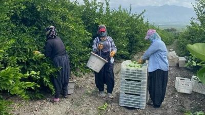 &nbsp; Türkiye’nin narenciye üretim merkezi olan Hatay’ın Erzin ilçesinde limon