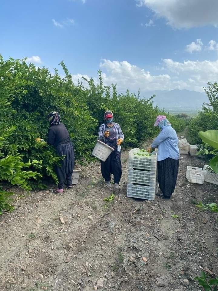 Erzin’de Limon Hasadı Başladı