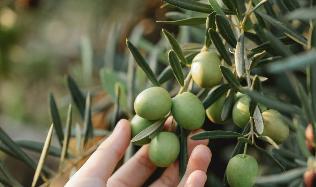 Hatay’da zeytin hasadı, üreticilerin