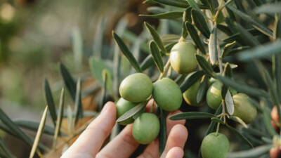 
Hatay’da zeytin hasadı, üreticilerin sabırsızlıkla beklediği sezonun başlamasıyla birlikte tarlalarda