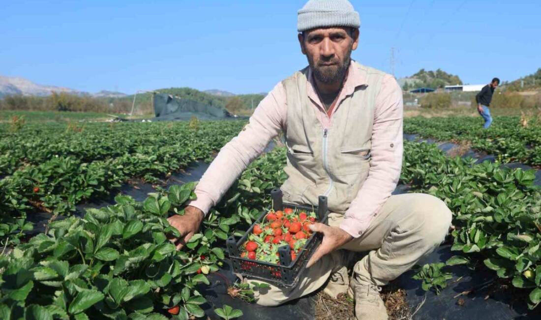 Hatay’ın verimli topraklarında yetiştirilen