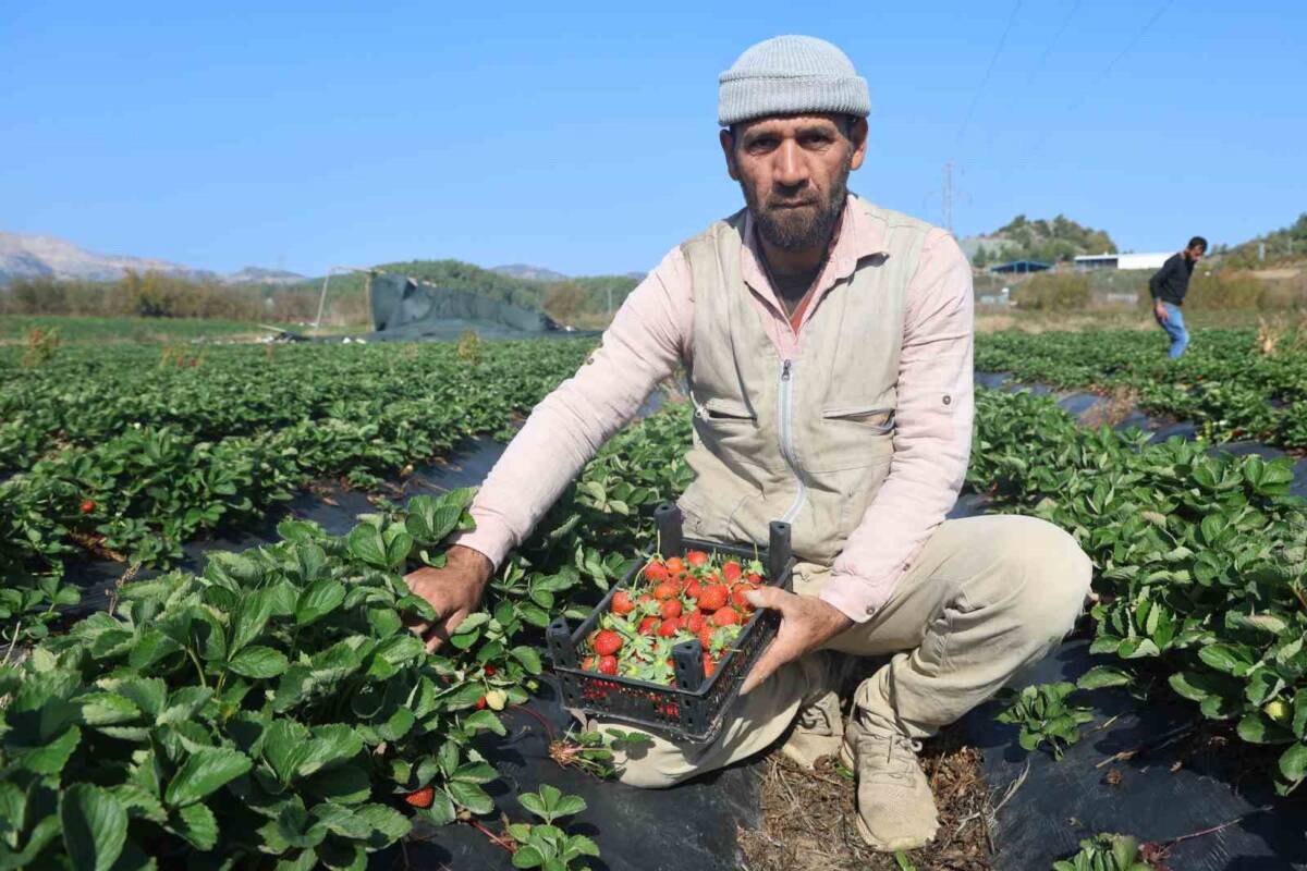 Çileğin başkenti Yayladağı’nda Hasat Sona Erdi