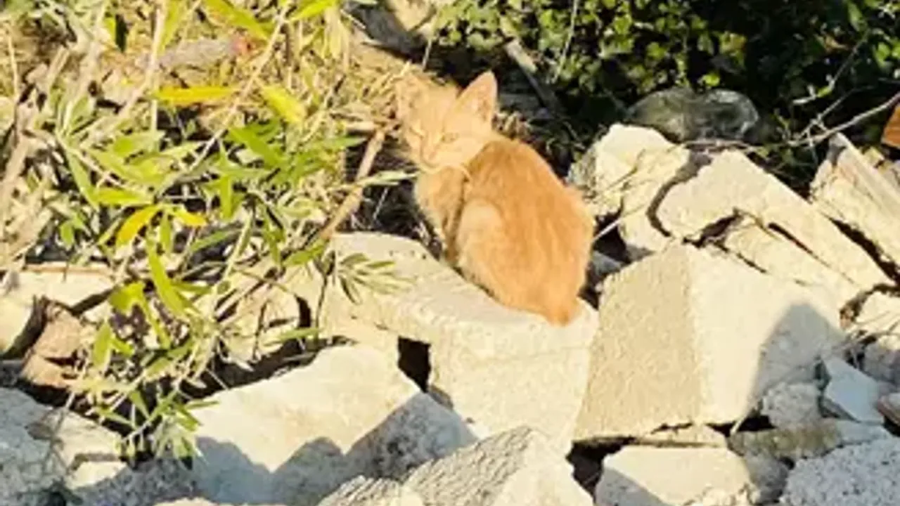 Defne’de Atık Su Borusuna Düşen Kedi, İtfaiye Ekiplerince Kurtarıldı