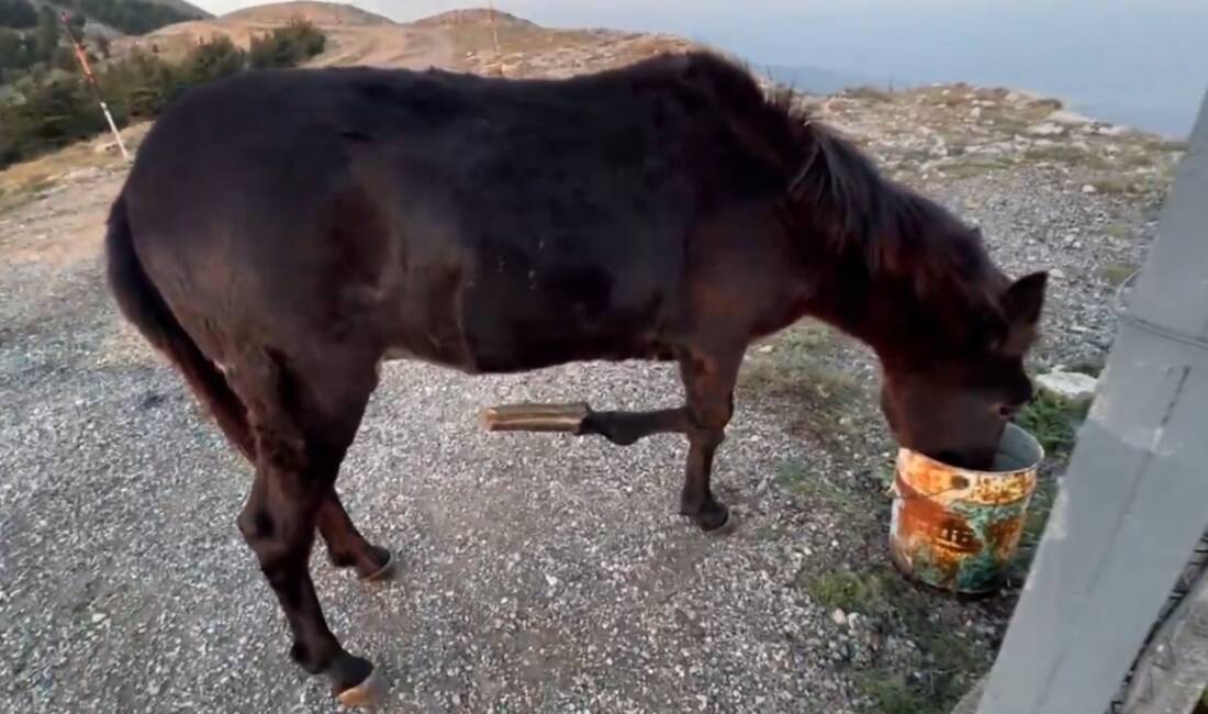 İskenderun Belen’de orman gözetleme