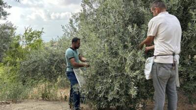 Hatay’ın asırlık zeytin ağaçlarında yetişen, lezzeti ve kalitesiyle öne çıkan