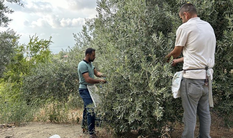 Hatay’ın asırlık zeytin ağaçlarında