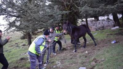 Hatay'ın Belen ilçesinde yaralı halde bulunan başıboş bir katır, Hatay