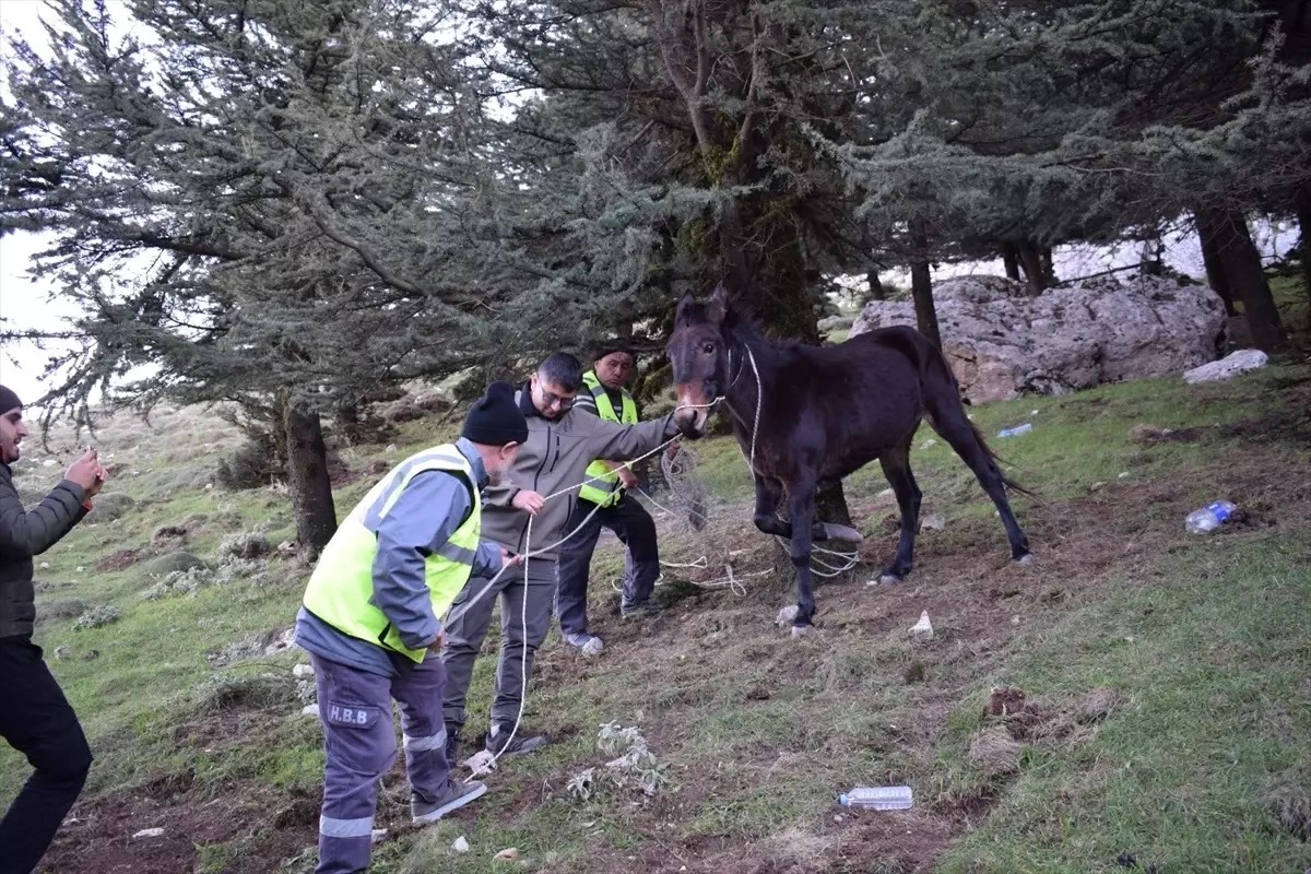 Hatay’da Yaralı Katıra Şefkat Eli: Belediye Ekipleri Harekete Geçti