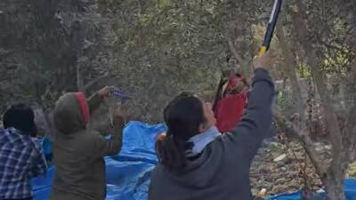 Hatay Toplum Gönüllüleri İnsani Yardım Derneği’nin öncülüğünde yürütülen zeytin hasadı