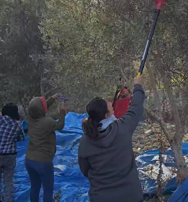 Hatay Toplum Gönüllüleri İnsani