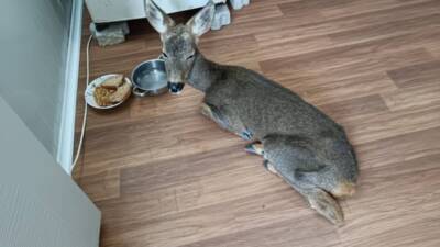 Hatay'ın Arsuz ilçesinde bir konteyner kent sakini tarafından bitkin halde