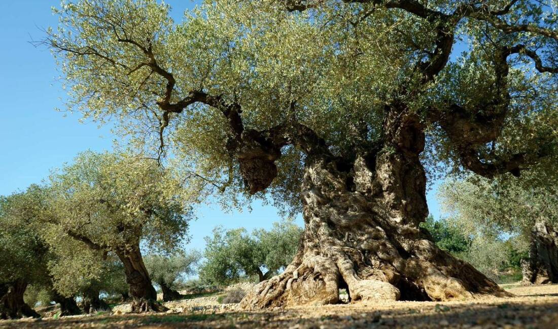 Türkiye’de zeytin ağaçlarının artırılmasıyla