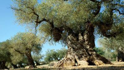 Türkiye’de zeytin ağaçlarının artırılmasıyla ekonomiye sağlanabilecek katkı gündemde. Uzmanlara göre,