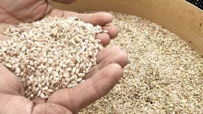 Hassa’da ata tohumu çeltik hasadına başlandı. Bu yıl yüksek rekolte