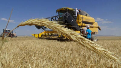 TÜİK’in açıkladığı Ekim 2024 Tarım-ÜFE verileri, sektörde yıllık %35,46 oranında