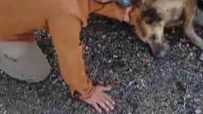 Hatay’ın Kırıkhan ilçesinde, çöp konteynerinde bitkin halde bulunan köpek, hayvansever