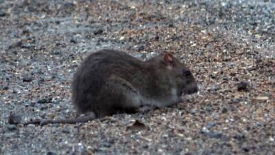 İskenderun’un Sarıseki Mahallesi’nde tahıl yüklü araçlardan dökülen buğday ve arpa