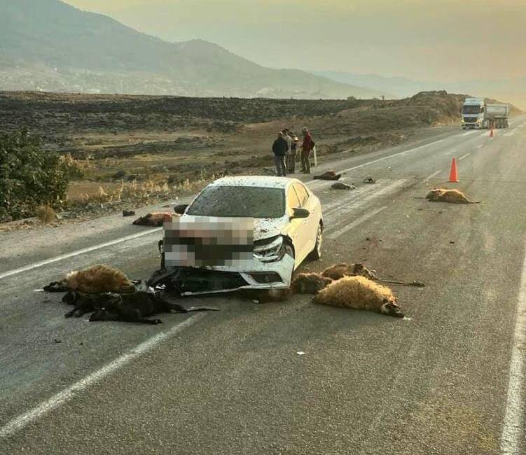 Hassa’da trafik kazası: 17 hayvan telef oldu