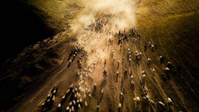 Tarım ve Orman Bakanlığı tarafından verilen büyük ve küçükbaş hayvancılık