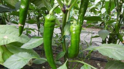 Türkiye’nin en acı biberi olarak bilinen ve Hatay’da 2 bin