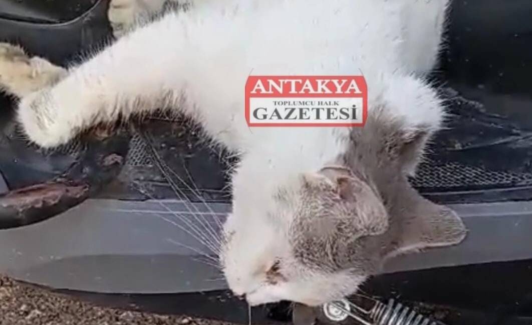 Hatay’ın Defne ilçesine bağlı Koçören Konteyner Kent’te son bir haftadır