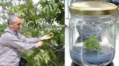 Hatay Mustafa Kemal Üniversitesi'nde yürütülen TÜBİTAK-1001 projesi, incir tarımında genetik