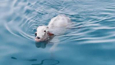 İskenderun ilçesinde, sevkiyat sırasında gemiden denize düşen angus cinsi sığırın