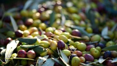   2024 yılı, Türkiye için zeytin üretimi açısından tarihi bir