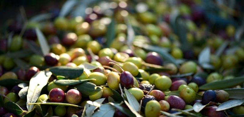   2024 yılı, Türkiye için zeytin üretimi açısından tarihi bir