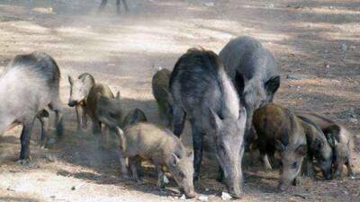 Hatay’ın verimli Amik Ovası, son dönemde hızla artan domuz popülasyonu