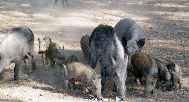 Hatay’ın verimli Amik Ovası, son dönemde hızla artan domuz popülasyonu
