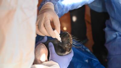 Hatay Mustafa Kemal Üniversitesi Deniz Kaplumbağaları İlk Yardım, Tedavi ve