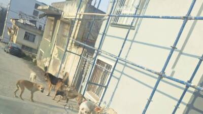 Antakya’nın Kışlasaray Mahallesi’nde zararlı olduğu iddiasıyla şikayet edilen bir köpeği