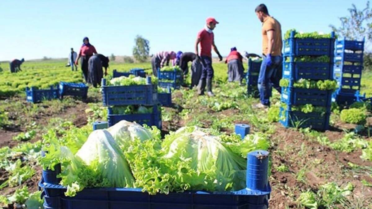 Hatay, Adana ve Mersin'de tarım işçileri için 2025 yılı yevmiyeleri