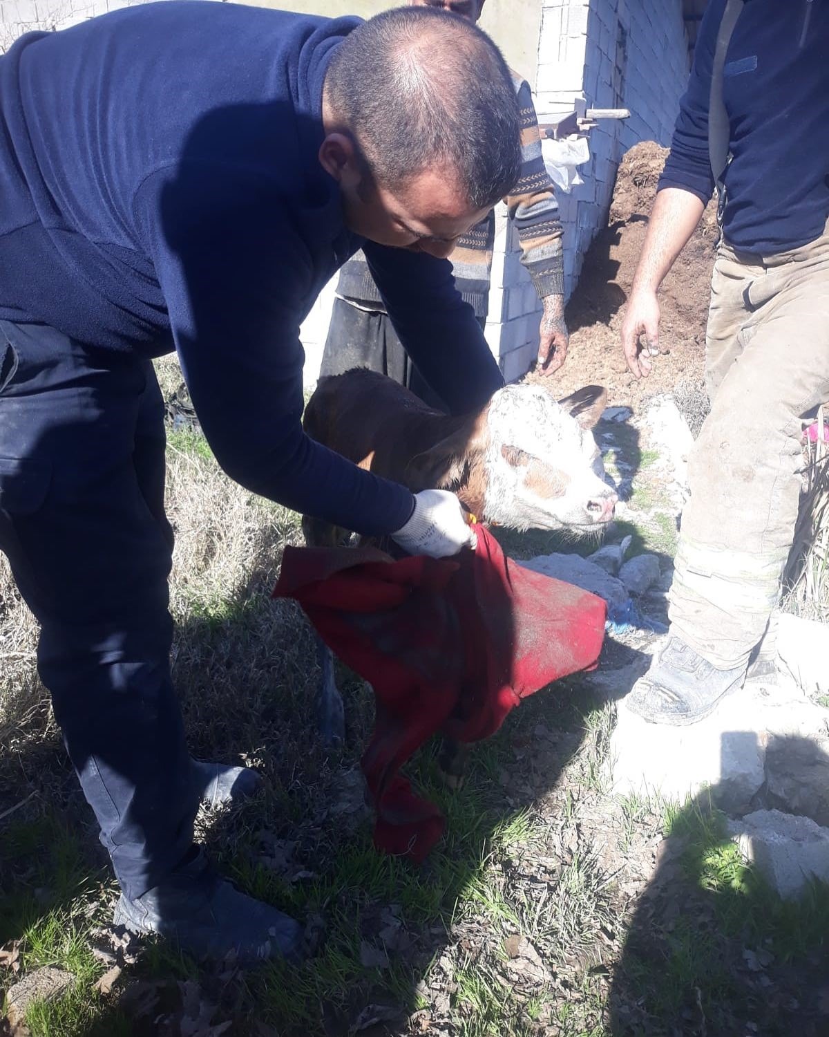 Hatay’da bir buzağının kanalizasyon borusuna sıkışması, itfaiye ekiplerinin başarılı müdahalesiyle