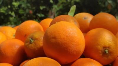 Hatay’da agroekolojik üretime geçiş yapan Hataylı çiftçilerin yetiştirdiği sağlıklı portakallar,
