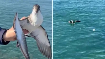 Hatay'ın İskenderun ilçesinde balık tutmaya çalışan Suat Kekeç'in oltasına takılan