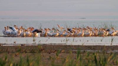Hatay’da Reyhanlı Barajı, eski Amik Gölü’nün ekosistemini yeniden canlandırıyor. Uzmanlara