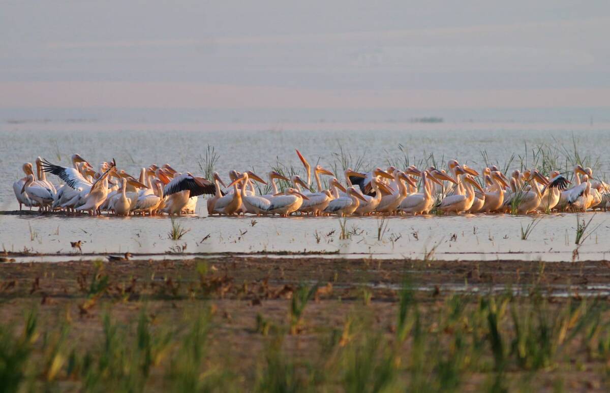 Hatay’da Reyhanlı Barajı, eski Amik Gölü’nün ekosistemini yeniden canlandırıyor. Uzmanlara