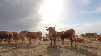 Tarım ve Orman Bakanlığı, Hayvancılık Desteklemeleri Uygulama Tebliği’nde değişiklik yaptı.