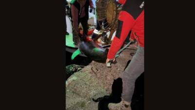 İskenderun Körfezi'nde balıkçı Mustafa Oktay, 100 kilogramlık kılıç balığı ile