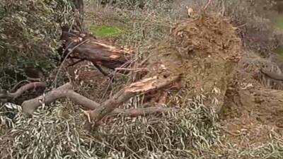 "Dikmece'de yeni TOKİ konutları uğruna yüzlerce yıllık zeytin ağaçlarının kesimi